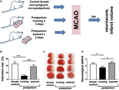 Nursing Markedly Protects Postpartum Mice From Stroke: Associated Central and Peripheral Neuroimmune Changes and a Role for Oxytocin